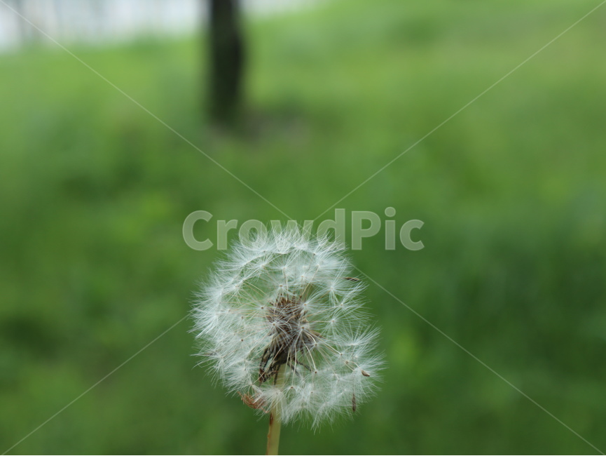 민들레,홀씨,민들레홀씨,식물,공원,흰색,씨,바람,날리는,식물,자연,plants,nature,꽃,flower