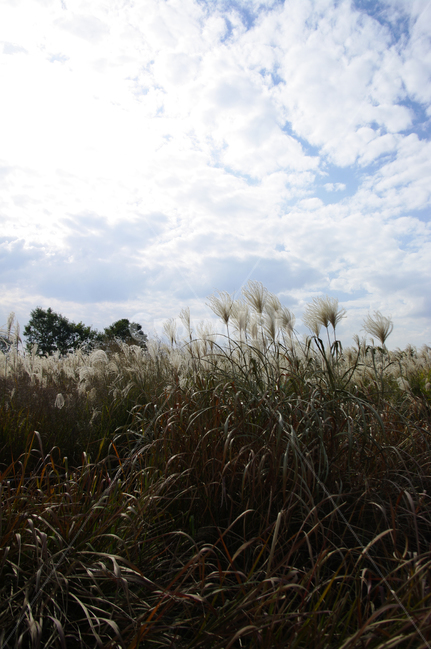 가을,억새,자연,nature,식물,plant,하늘,구름,자연,풍경,nature,landscape,grass,잔디,lawn,reed,갈대
