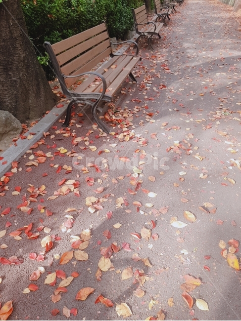 산책로,오후,가을,산책,풍경,가을,계절,fall,autumn,season,furniture,가구,bench,벤치