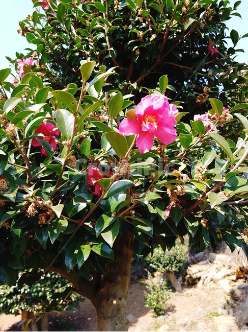 제주,제주도,동백꽃,동백군락지,자연,꽃,분홍꽃,식물,자연,plants,nature,꽃,flower