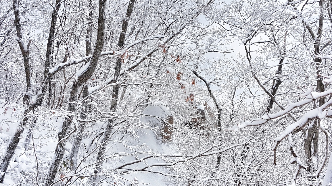 속리산,겨울,눈,설산,눈꽃,상고대,눈꽃풍경,겨울풍경,국립공원,흰눈,자연,계절,나무,식물,산,풍경,snow,landscape,winter,wood,plants,mountain,겨울산,흰눈산