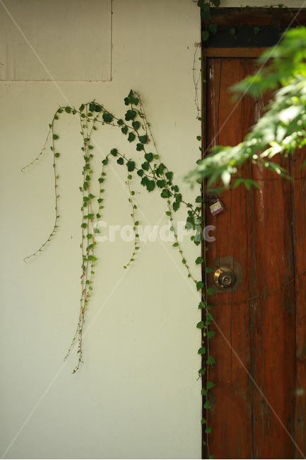 담쟁이,벽,문,길상사,초록,wall,door,green,ivy,vine,넝쿨,식물,자연,plants,nature