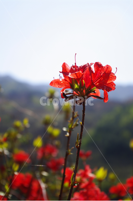 철쭉,꽃,flower,계절,봄,spring,식물,자연,plants,nature,꽃,flower