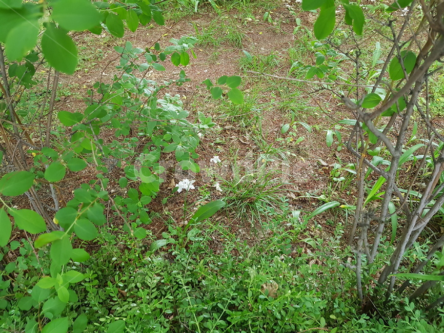 아파트화단,봄식물,조경,새싹,plant,flowerbed,florergarden,fallwhiteflower