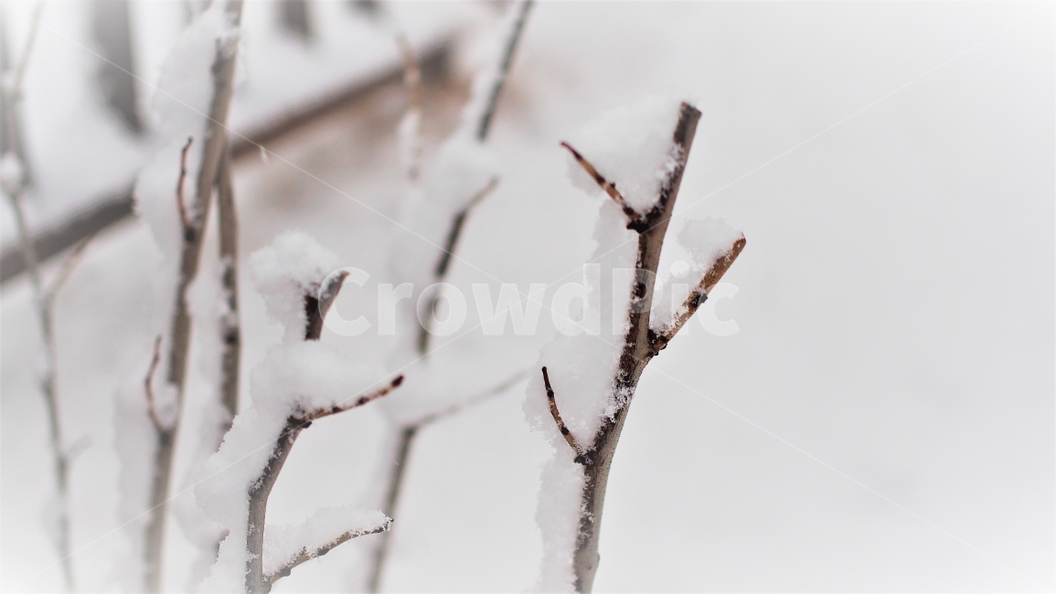 겨울,눈,하얀색,나무,식물,감성,snow,white,winter,자연,nature,12월,나뭇가지,겨울,계절,winter,season,식물,자연,plants,nature