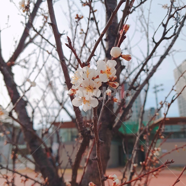 꽃,벚꽃,나무,봄,초봄,식물,자연,plants,nature,꽃,flower