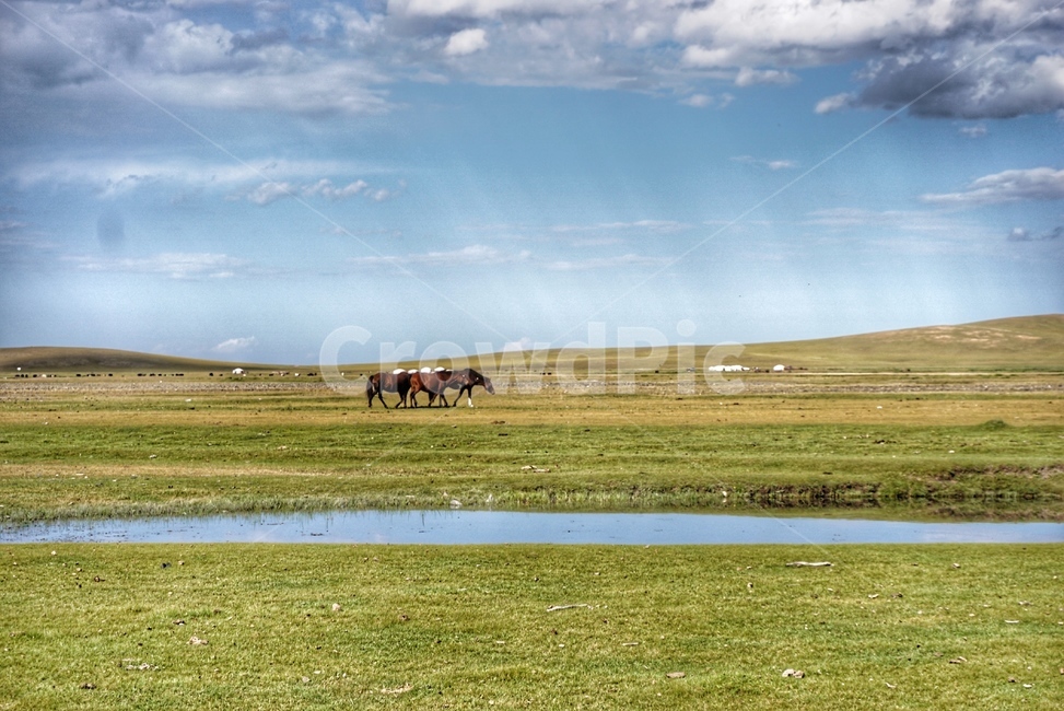 nature,자연,mongolia,몽골,풍경,하늘,말,들판,자연,풍경,nature,landscape,해외,외국,세계,foreign,oversea,world,세계자연풍경,해외자연풍경,외국자연풍경,world nature landscape,동물,animal,포유류,mammal,field,들,outdoors,옥외,grassland,목초지