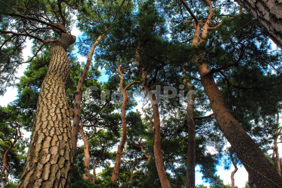 소나무,군락,숲,pinetree,솔방울,나무,식물,village,plant,tree,forest,자연,풍경,nature,landscape,tree trunk,나무 줄기