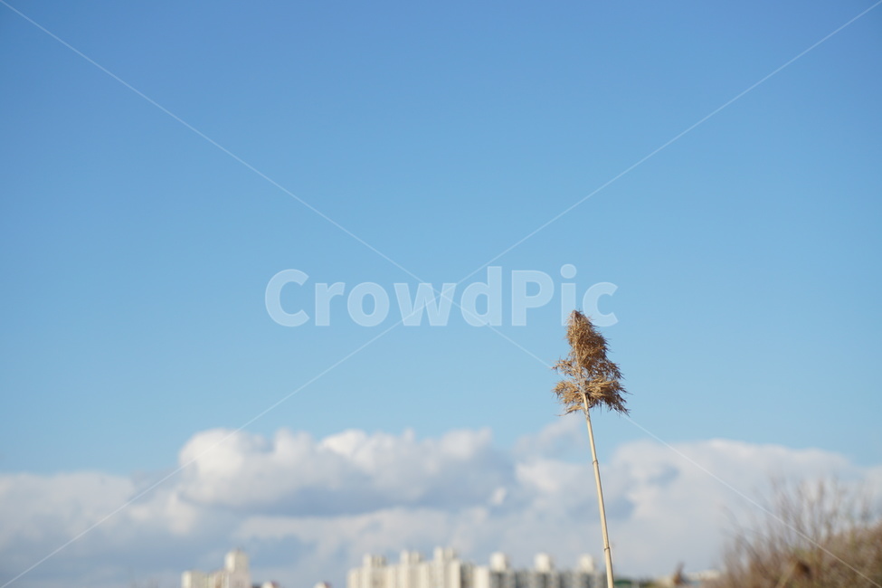 하늘,풍경,자연,꽃,안양천,오목교,봄,sky,spring,식물,nature,landscape,scenery,scene,view,식물,자연,plants,nature