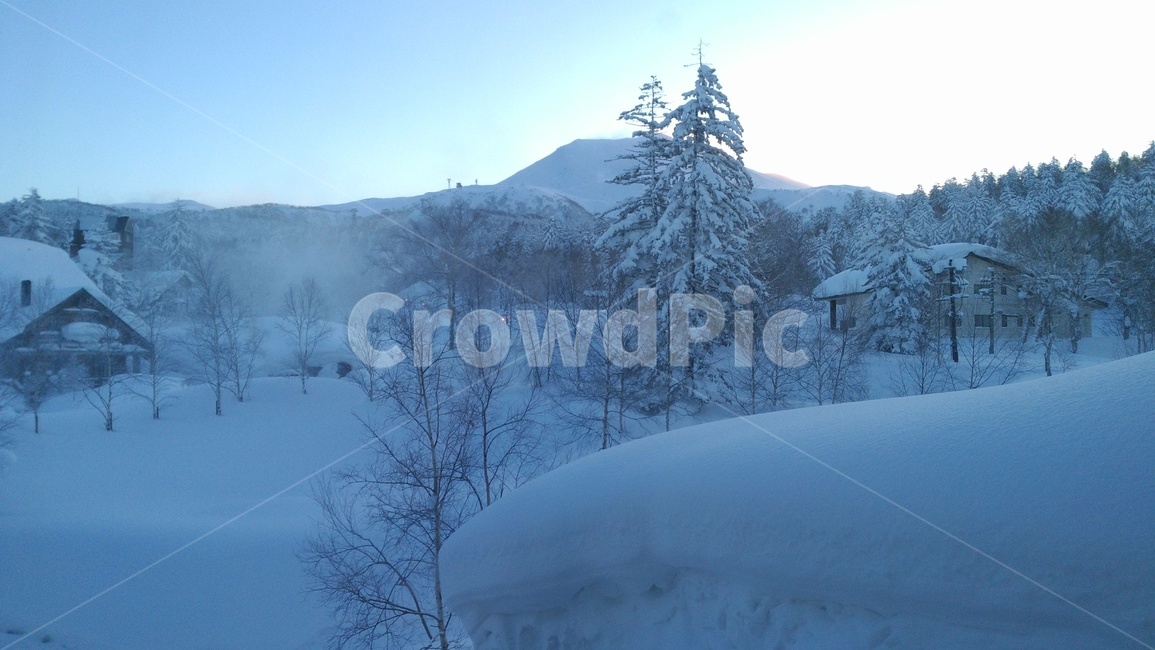 자연,나무,식물,겨울,눈,tree,snow,winter,nature,fir,겨울,계절,winter,season