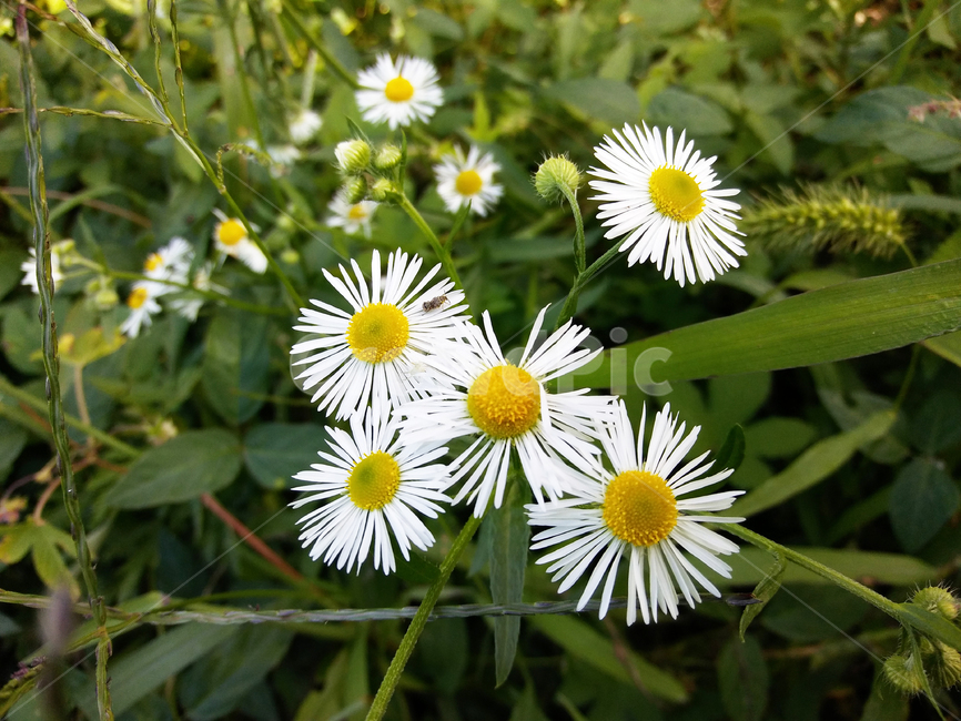 흰꽃,야생화,울릉국화,식물,작은꽃,군락,녹색,옹기종기,식물,자연,plants,nature,꽃,flower