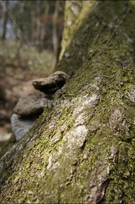 이끼,세월,나무,껍질,생명,살아있음,봄,계절,spring,season,식물,자연,plants,nature,나무,trees,wood,plant,tree,tree trunk,나무 줄기