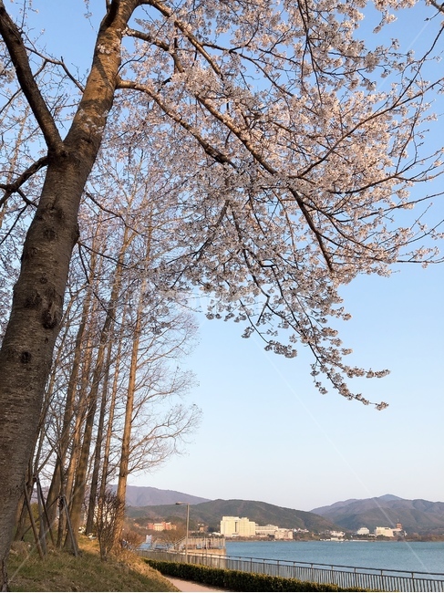 벚꽃,호수,경주,봄,보문단지