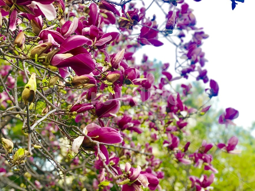 봄,따뜻한,공원,식물,park,spring,flower,꽃