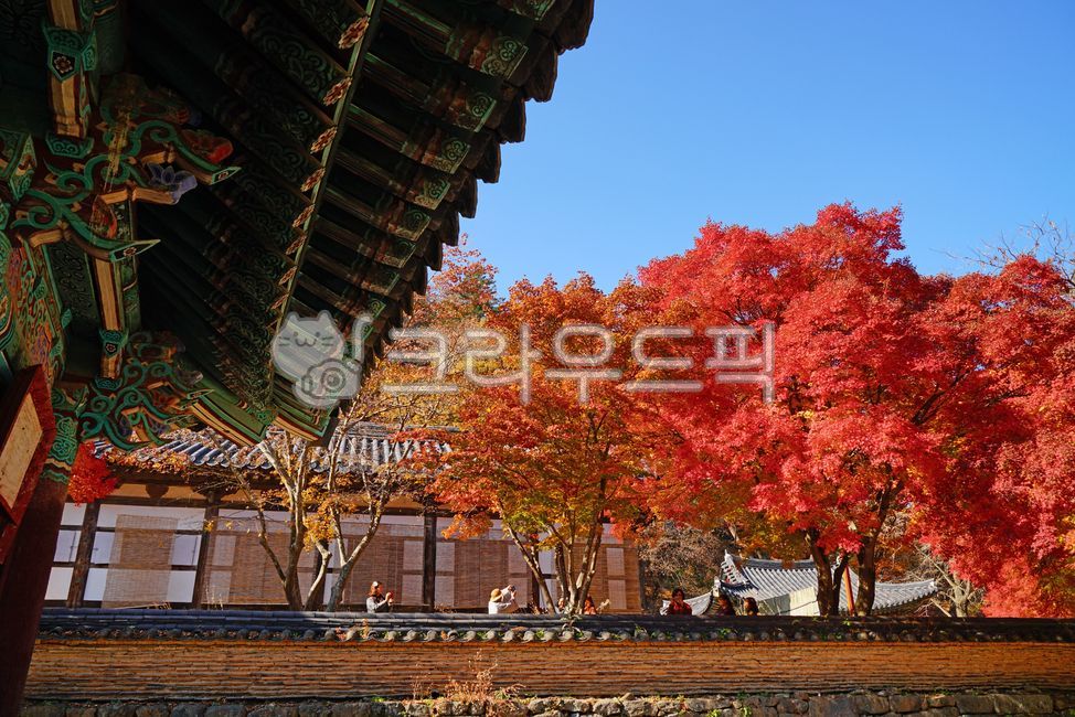 마곡사,공주마곡사,세계문화유산,사찰,사원,불교,공주,가을,단풍,10월,11월