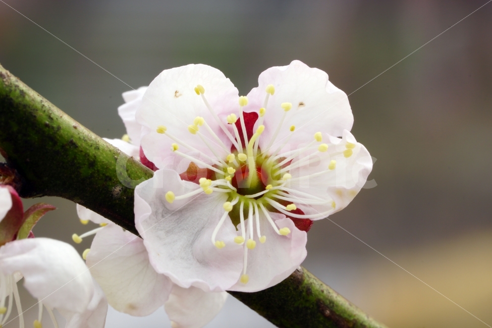 매화,꽃,나무,나뭇가지,산,봄,자연,플라워,꽃봉오리,flower,nature,spring,접사,macro,클로즈업,closeup,tree,숲,숲속,산림,삼림,조경,식물,plants,봄꽃,감성,힐링,풍경,landscape,식물,자연,plants,nature,봄,계절,spring,season,꽃,flower,plant