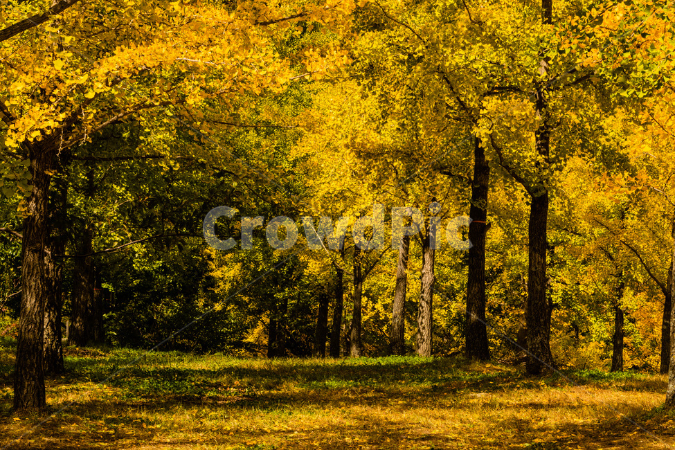홍천은행나무숲,은행나무숲,은행나무,가을,노란은행나무,가을,계절,fall,autumn,season,tree,나무,plant,식물