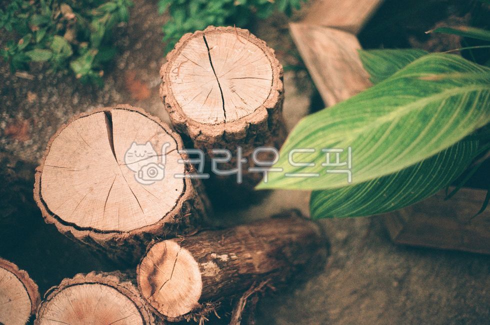 wooden frame,green,lumber,log,nature,tree,leaf,Pilka,wood grain,plant,wood,film camera