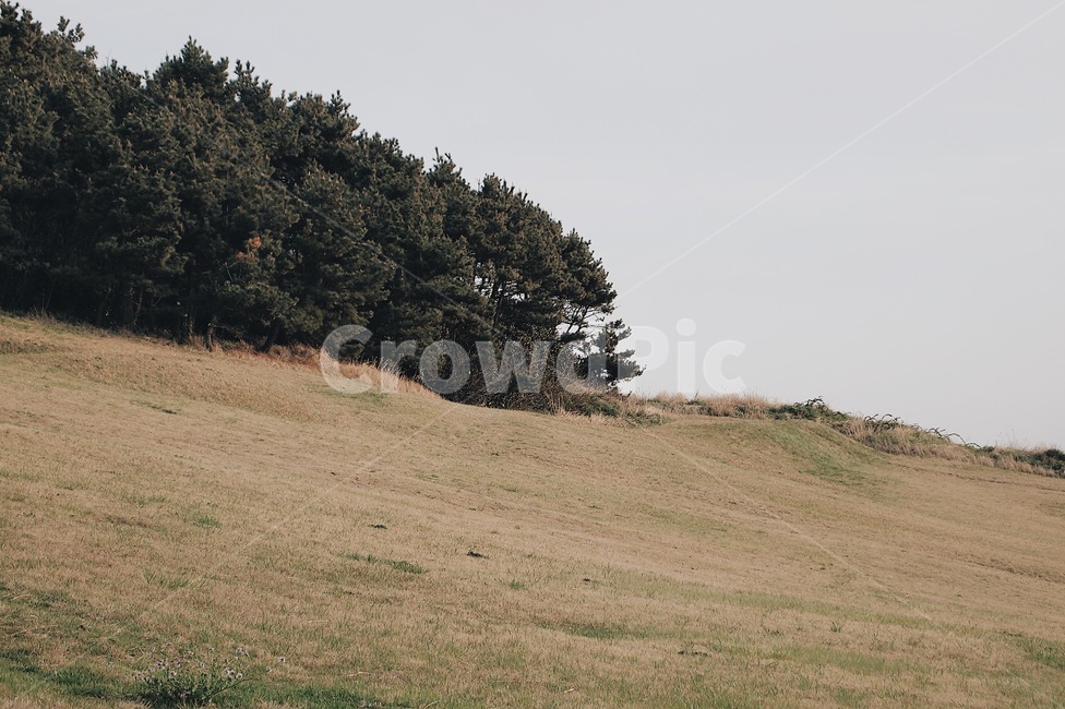 자연,풍경,풀,감성,나무,제주도,자연,풍경,nature,landscape,한국자연풍경,한국자연경관,korea nature landscape,제주도,jeju,jeju island,outdoors,옥외,grassland,목초지,field,들,slope,경사,tree,plant,식물