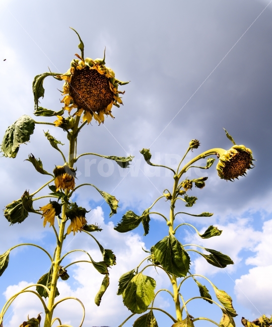 해바라기,식물,감성,풍경,꽃,식물,자연,plants,nature,꽃,flower