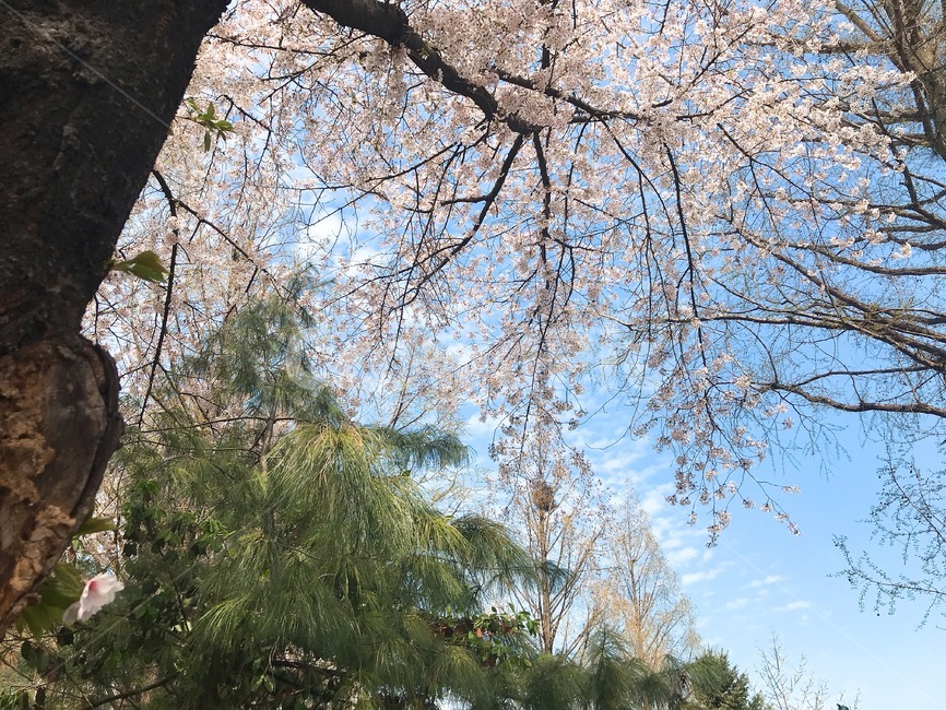 배경,풍경,봄,꽃,벚꽃,흩날리는,spring,flower,식물,자연,plants,nature,꽃,flower