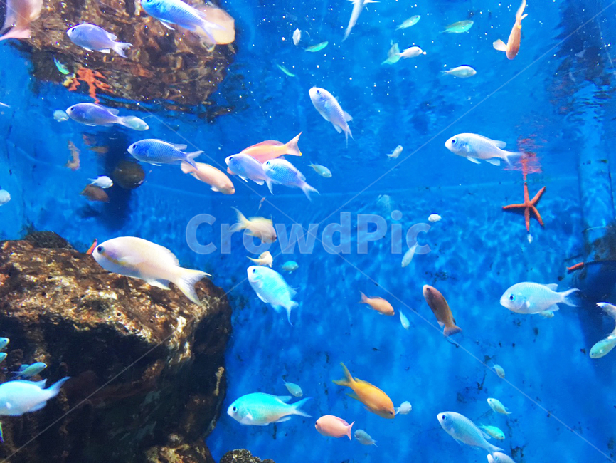 수족관,아쿠아리움,물고기,animal,fish,자연,어류,떼지어,무리,불가사리,blue