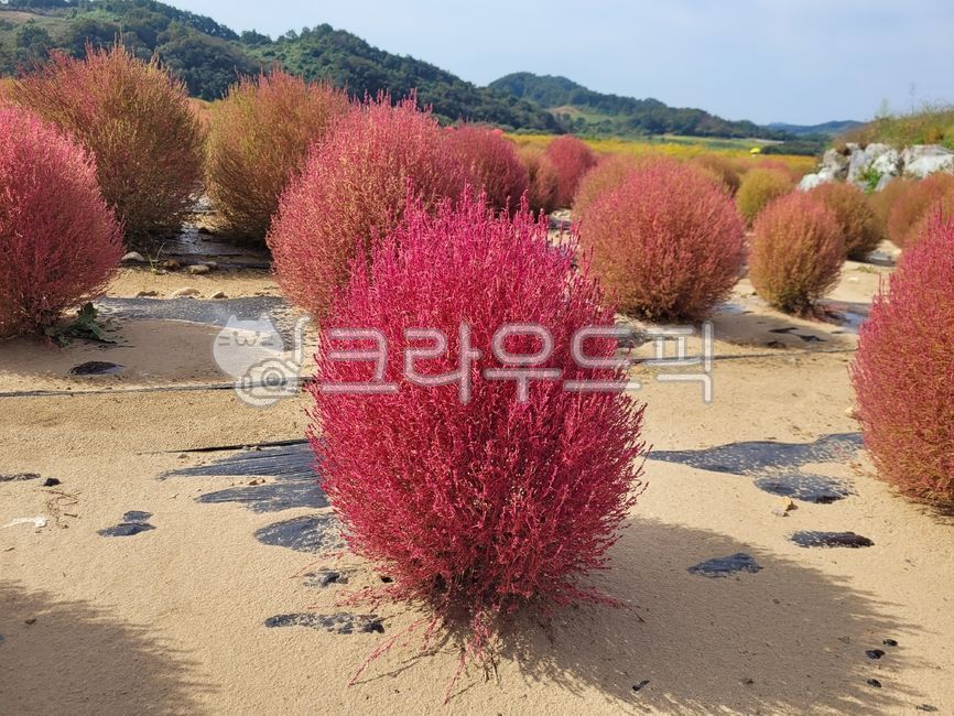 댑싸리나무,댑싸리,나무,초목,싸리,broomcypress,vegetation,tree,wood
