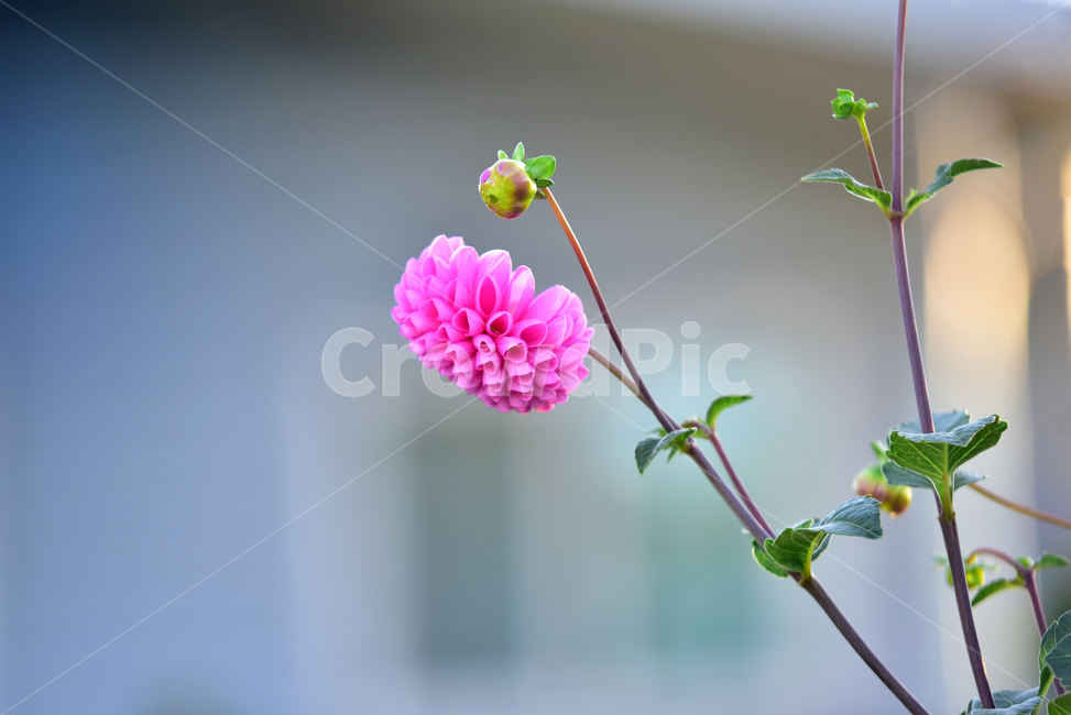 꽃,다알리아,다알리아꽃,식물,달리아,plant,dahlia,flower,blossom,식물,자연,plants,nature,꽃,flower