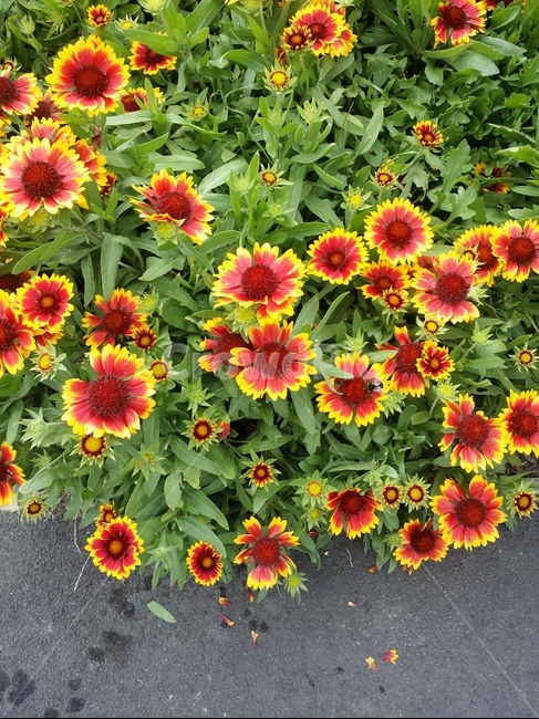 꽃,정원,잎파리,식물,초록,red,yellow,flowers,plant,leaves,garden,colorful,fresh,예쁘다,붉은색,green,식물,자연,plants,nature,꽃,flower