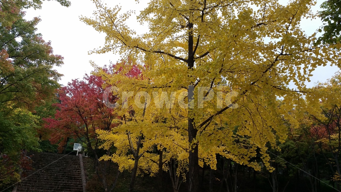 Seodaemun Independence Park,Ginkgo,Brightly colored,tree,yellow,park,Maple