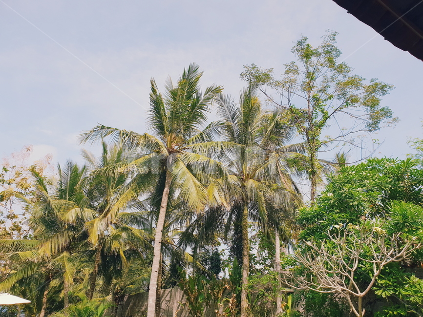 야쟈수,palmtree,동남아,휴가,vacation,식물,vegetation,나무,tree,여유,relaxation,relaxed,하늘,sky,발리,bali,자연,nature,여름,summer