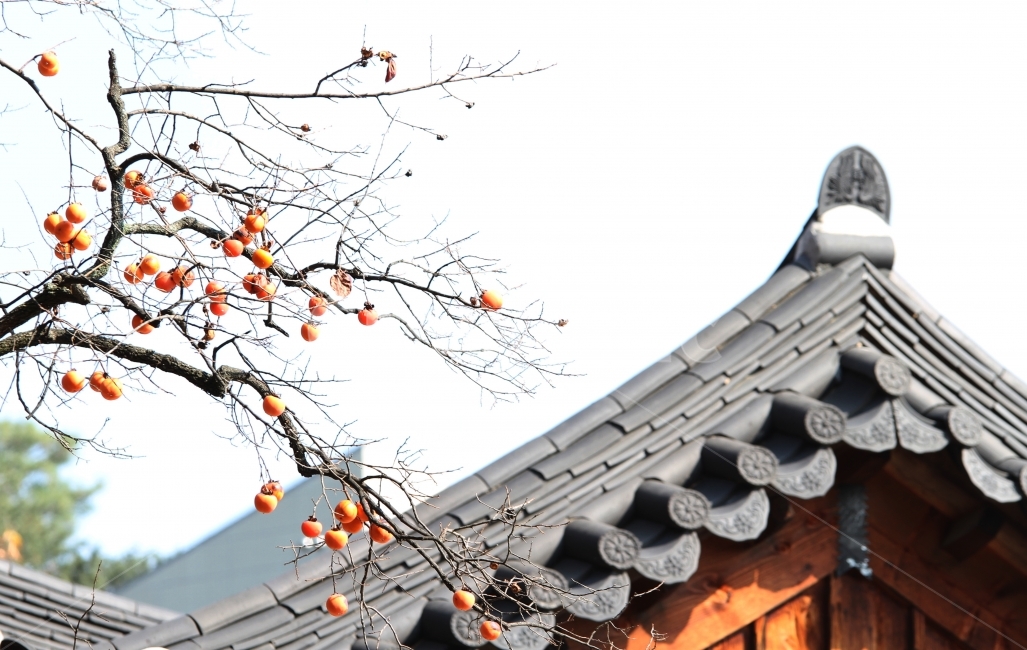 감나무,가을사진,단풍잎,감성사진,자연,식물,단풍,기와지붕,감,가을,계절,fall,autumn,season,한국전통,한국문화,korean traditional,korean culture,식물,자연,plants,nature,나무,trees,wood,과일,열매,fruit,건축물,건물외관,exterior,building,structure,architecture,construction