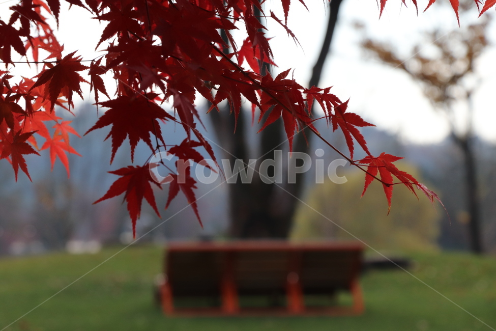 leaf,잎,plant,식물,tree,maple,단풍,가을,계절,fall,autumn,season,식물,자연,plants,nature