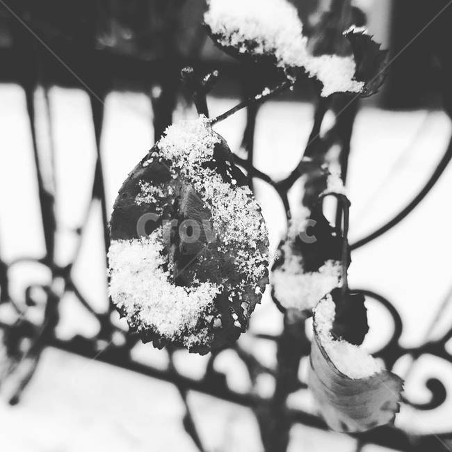 흑백,감성,나뭇잎,겨울,눈,눈밭,블랙,분위기,화이트,식물,자연,blackandwhite,sensitivity,snow,winter