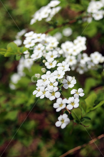 봄,봄꽃,꽃,밥풀꽃,화이트,봄,계절,spring,season,식물,자연,plants,nature,꽃,flower,plant,blossom,geranium,제라늄