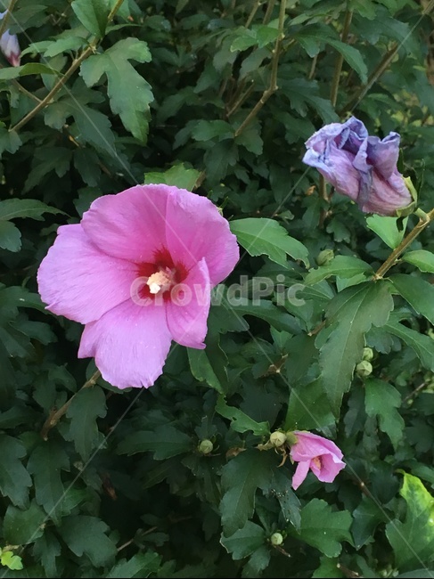 무궁화,삼천리,국화,우리나라,꽃,핑크,보라,나라사랑,flower,식물,자연,plants,nature,꽃,flower