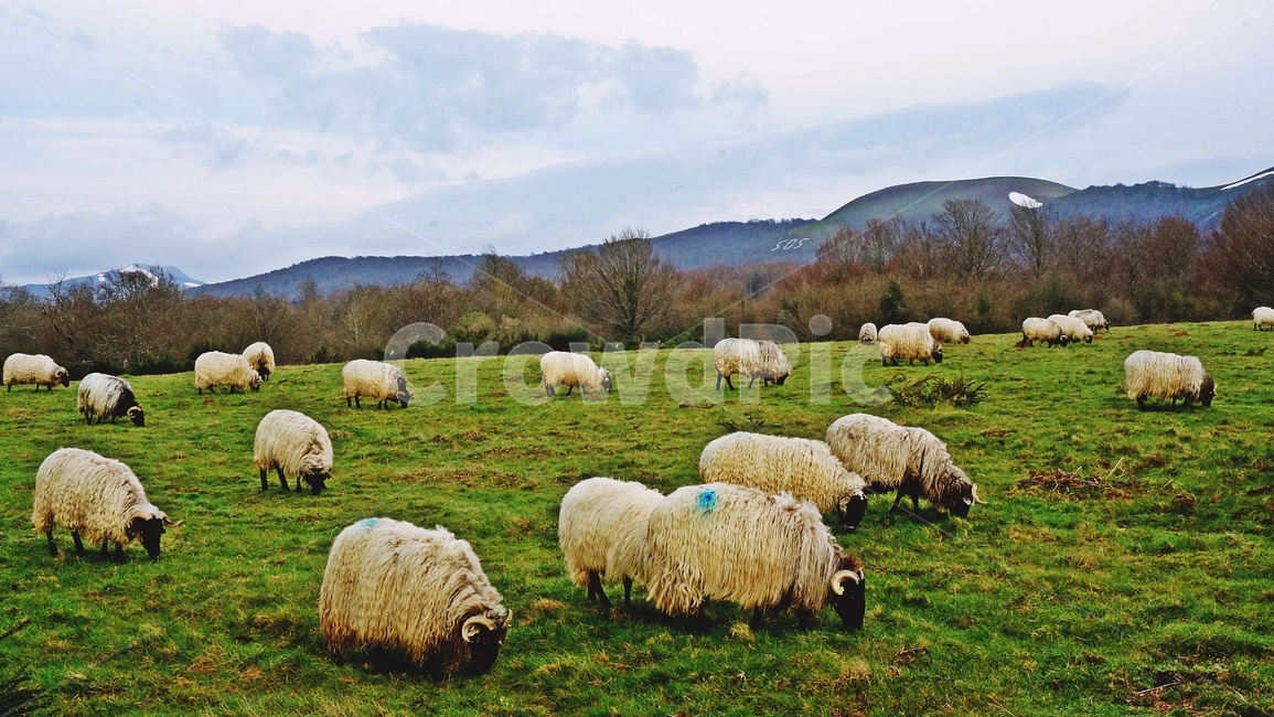 camino,카미노,자연,동물,양,그리움,추억,향기,농장,프랑스,목축업,목장,livestock farming,ranching,pasture