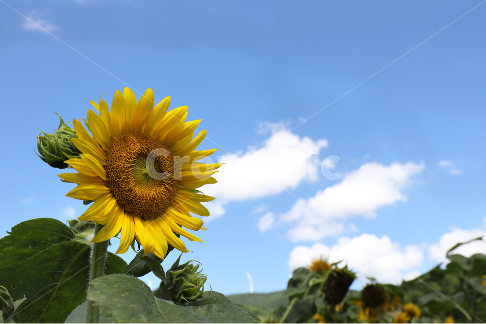 해바라기,하늘,꽃,꽃밭,구름,여름풍경,자연,여름,계절,summer,season,가을,fall,autumn,식물,자연,plants,nature,꽃,flower,plant