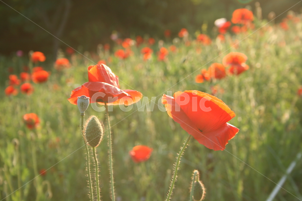 꽃,자연,아름다움,환상,카페,봄,양귀비,빨강,red,spring,flower,redflower,서울숲,그린,green