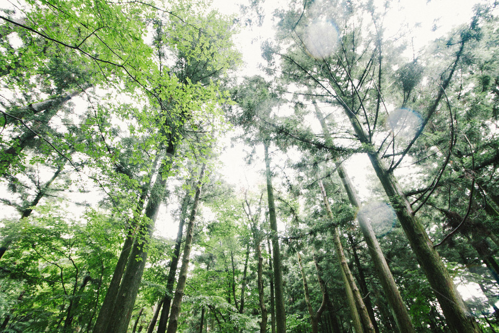 plant,식물,vegetation,초목,tree,나무,초록,나무풍경,풍경,자연,배경,나무배경,나무숲,제주도,숲,사려니,사려니숲길,녹색,그린,forest,jejuisland,자연,풍경,nature,landscape,나무,trees,wood
