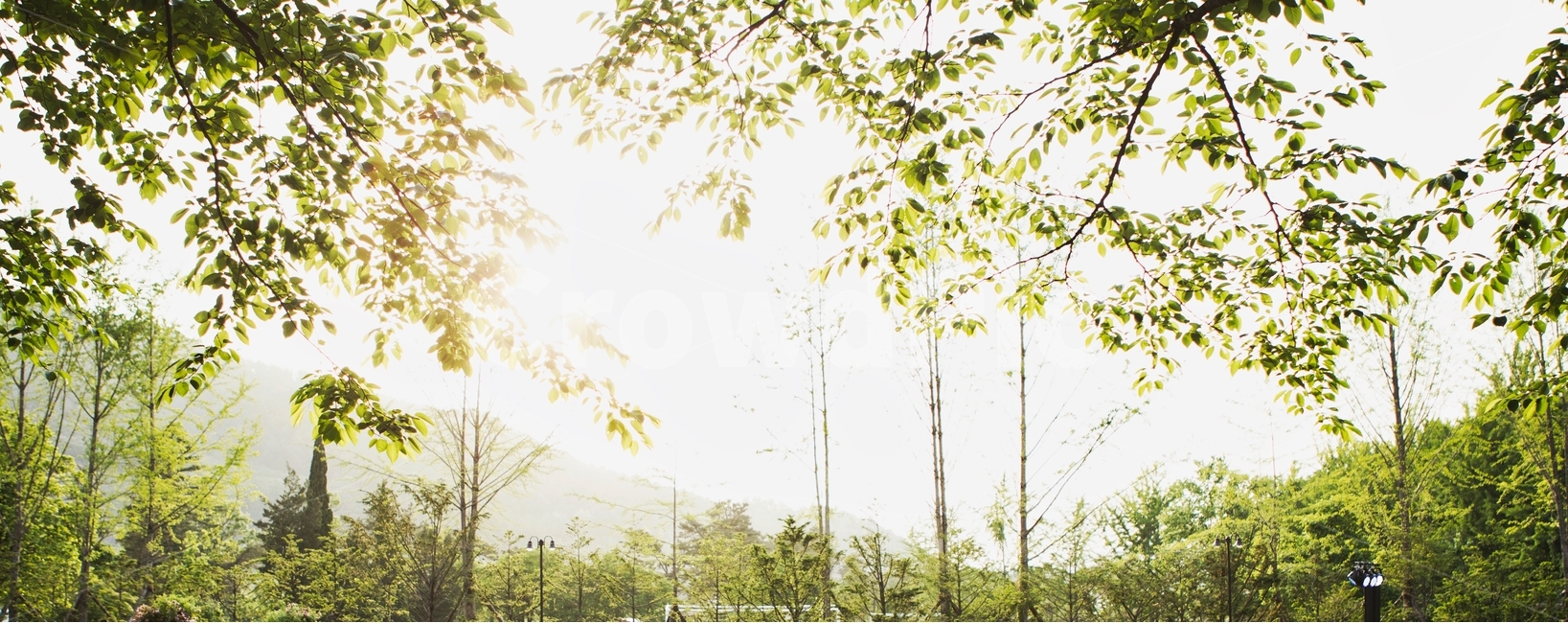 하늘,눈부심,감성사진,나무,숲,자연,풍경,nature,landscape,휴식,힐링,rest,relaxation,healing,vegetation,초목,plant,식물,woodland,삼림지,forest,outdoors,옥외,land,땅,tree