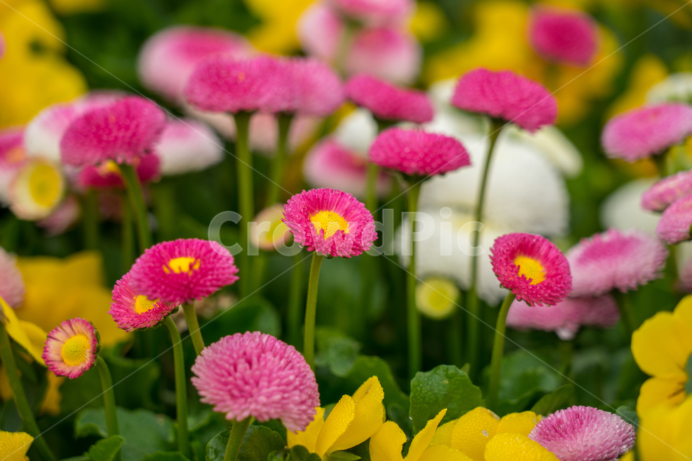 연산홍,봄,꽃,빨강,레드,자연,식물,봄꽃,스냅,근접,식물,자연,plants,nature,꽃,flower