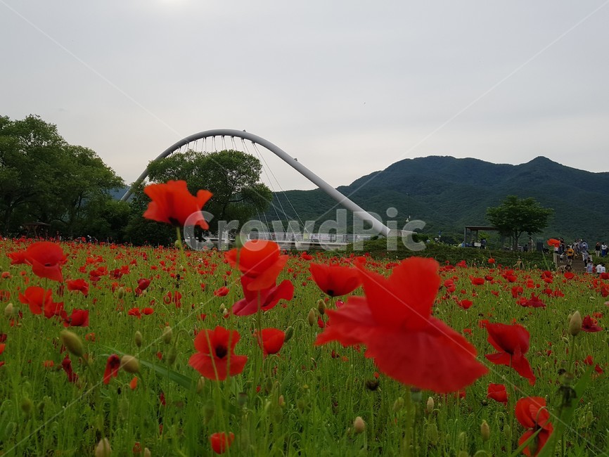 물의정원,양귀비꽃,남양주,물의정원양귀비축제,양귀비축제,꽃