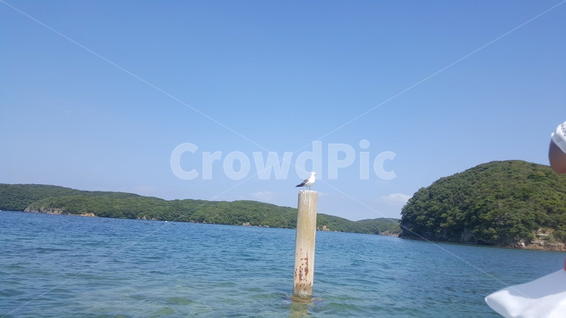 갈매기,새,바다,seagull,bird,sea,풍경,섬,동물,animal,조류,새,birds