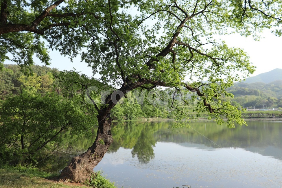 나무,풍경,하늘,자연,tree