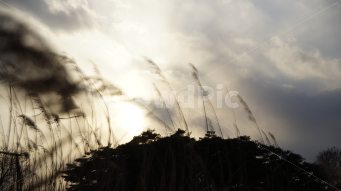 구름,갈대,바람,숲,하늘,감성,여유,빛,나무,자연,풍경,nature,landscape,grass,잔디,plant,식물