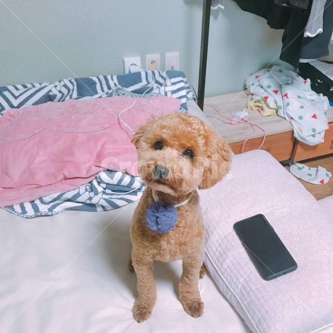 푸들,강아지,애완견,반려견,유기견,동물,animal,포유류,mammal,개,강아지,dog,doggy