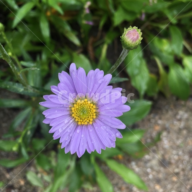 plant,꽃,flower,식물,풀,봄