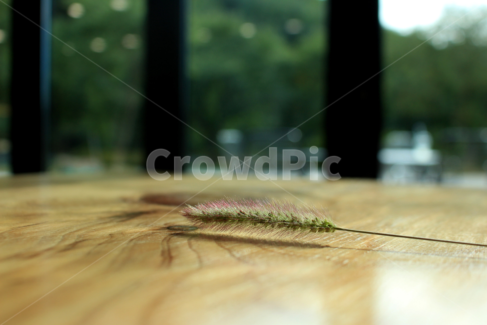 카페,강아지풀,햇빛,여유,테이블,숲,풀,자연,풍경,식물,자연,plants,nature
