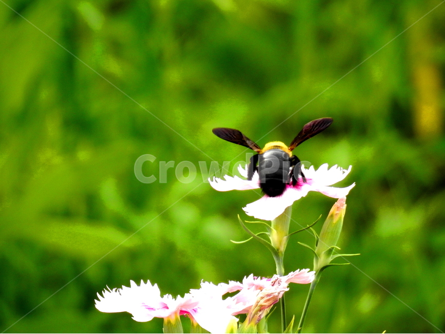 자연,꽃,식물,동물,벌레,벌,식물,자연,plants,nature,꽃,flower,동물,animal,곤충,벌레,insect,bug